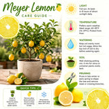 Meyer Lemon Tree Plant Live, Citrus Fruit Tree, 2 Ft Tall, 1 Gallon Pot