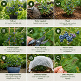 2 Sharpblue Blueberry Live Plant, Container Berry Plant, 4-6 Inch Tall
