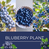 2 Legacy Blueberry Live Plants, Indoor Outdoor Plant, 4-7 Inch Tall
