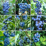 2 Misty Blueberry Bushes Live Plants, Edible Fruit Plant, 4-6 Inch Tall