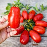 2 Red Tomato Live Plants, Vegetable Plant, 4-6 Inch Tall, 4 Inch Pot