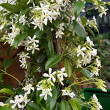 Green Star Jasmine Plant, White Fragrant Flower, 10 Inch Tall, 3 Inch Pot