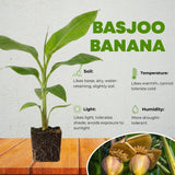 Basjoo Live Banana Plant, Patio Container Plant, 4-6 Inch Tall