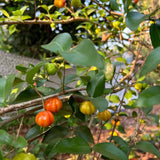 Sweet Live Cherry Fruit Plant, Home Garden Plant, 4-6 Inch Tall