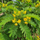 2 Cassia Live Plants, Yellow Cassia Flower Live Plant, 4-6 Inch Tall