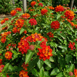 2 Red Lantana Plants Live, Home Garden Plant, 4-7 Inch Tall