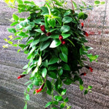 Aeschynanthus Curly Lipstick Live Plant, 8-10 Inch Tall, 3.5 Inch Pot