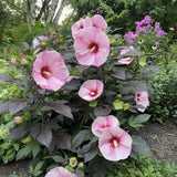 Pink Red Hibiscus Live Plant 5-7", in Pot