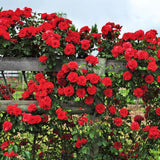 Small Light Pink Climbing Rose Live Plant, Rose Bush 4-7 Inches in Tall