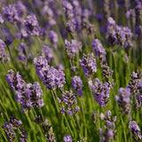 2 Blue Lavender Live Plants, 4-7 Inch Tall,Fragrant Flower for Growing