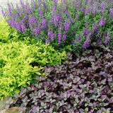 2 Purple Alternanthera Live Plants, Tropical House Plant, 4-6 Inch Tall
