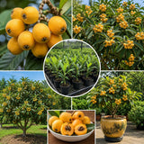Golden Loquat Tree Plant Live, Sweet Golden Yellow Fruit, 8-10 Inch Tall