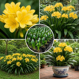 Yellow Clivia Miniata Live Plant, Clivia Miniata Lily, 6 Inch Pot