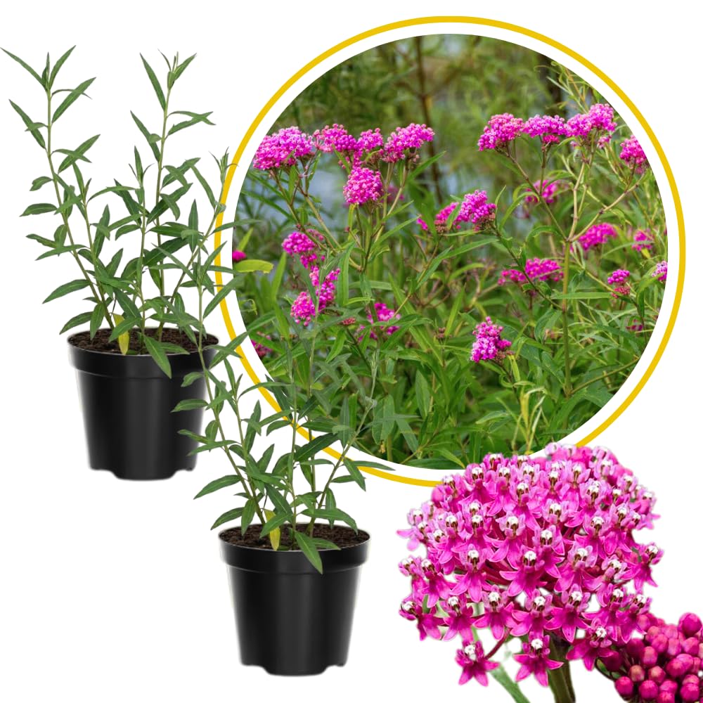 2 Pink Milkweed Live Plants, Well-Rooted Starter Plant, 4-8 Inch Tall