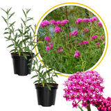 2 Pink Milkweed Live Plants, Well-Rooted Starter Plant, 4-8 Inch Tall
