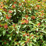 3 Red Live Firebush Hamelia Plants, Well-Rooted Shrub Plant, 4-6 Inch Tall
