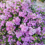 2 Lilac Bougainvillea Plants Live, Patio Flower Vine, 4-7 Inch Tall