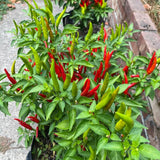 100 Red + Thai Chili Pepper Seeds to Plant, Home Garden Plant