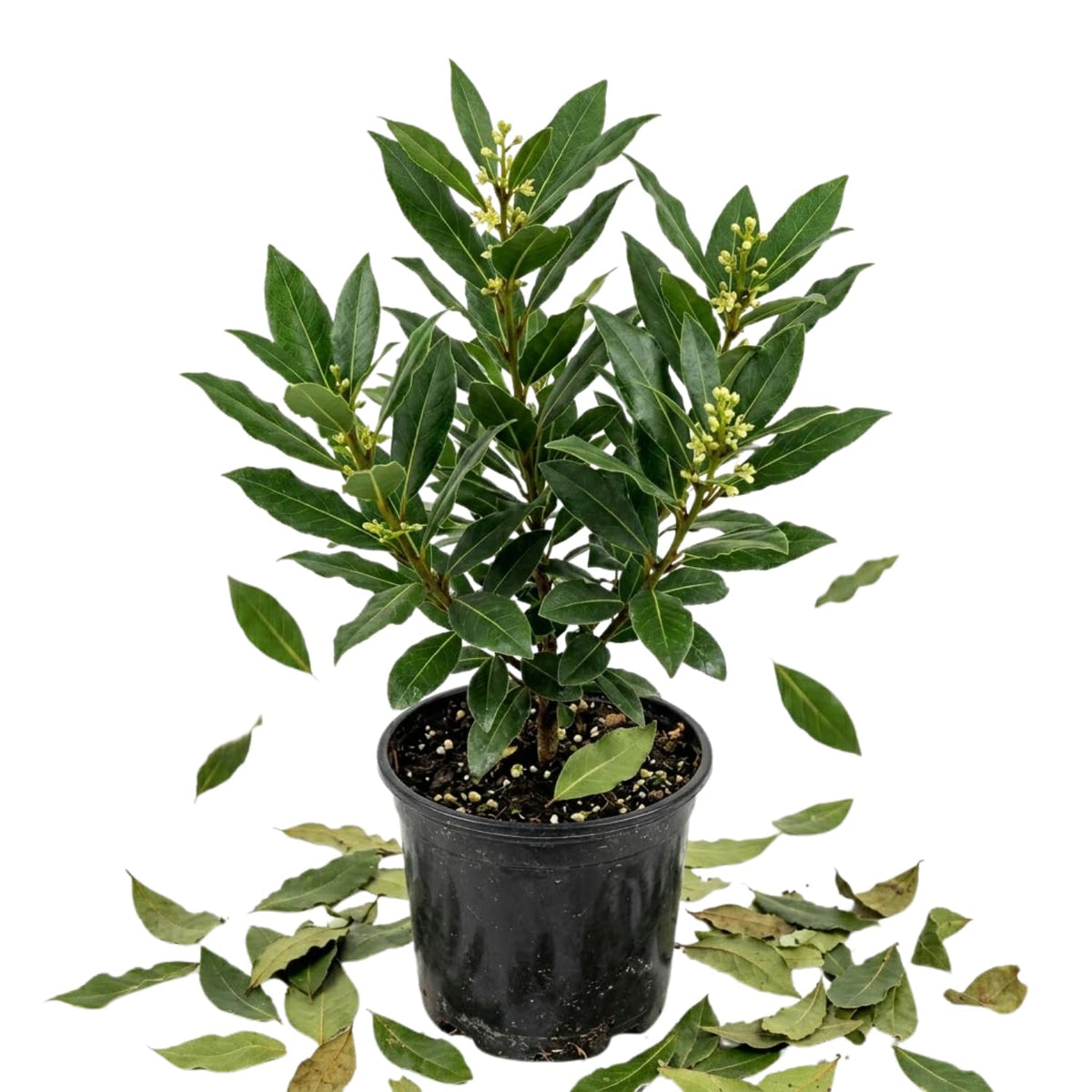 Bay Leaf Plant, Bay Laurus Nobilis Plant Live, 8-10 Inch Tall