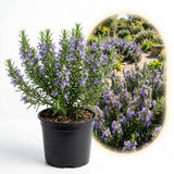 Live Rosemary Plant, 4 Inc Pot, Fragrant Herb Plant, 5-8 Inch Tall