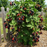 2 Arapaho Black Berry Plants Live, Blackberries Fruit Tree, 4-6 Inch Tall