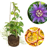 Purple Passionfruit Live Plant, Starter Plant, 4-6 Inch Tall