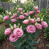 Light Pink Lisianthus Plant, Eustoma Lisianthus Flowers in Plug, 3-5'' Tall