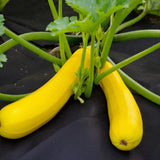 2 Yellow Zucchini Plants Live, 4-8 Inch Tall