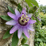 2 Lavender Passion Flower Plants, Passiflora Flower Plant, 4-6 Inch Tall