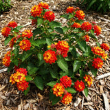 2 Red Lantana Plants Live, Home Garden Plant, 4-7 Inch Tall