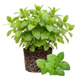 2 Peppermint Plants Live, Fragrant Culinary Herb, 4-5 Inch Tall