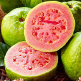 Pink Guava Fruit Tree Live Plant, Patio Container Fruit Tree
