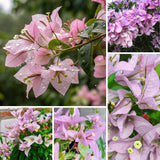 Set 2 Light Pink Bougainvillea Live Plant 5-7 Inch Tall