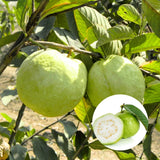 White Guava Tree Plant Live, Fruit Tree, 8-10 Inch Tall