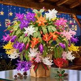 Random Thanksgiving Cactus Live Plant, Indoor Houseplant, 5-9 Inch Tall