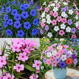 4 Mixed Mexican Petunia Plants Live, Hardy Perennial Flowers, 4-6 Inch Tall