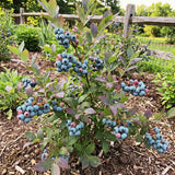 2 Elliott Blueberry Live Plant, Garden Berry Plant, 4-6 Inch Tall