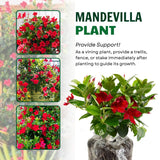 2 Red Mandevilla Live Plants, Mandevilla Live Plant, 4-6 Inch Tall