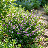 2 Deep Purple Cuphea Plants Live, Garden Plant, 4-6 Inch Tall
