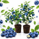 2 Sharpblue Blueberry Bushes Live Plants, Fruit Bush, 4-6 Inch Tall