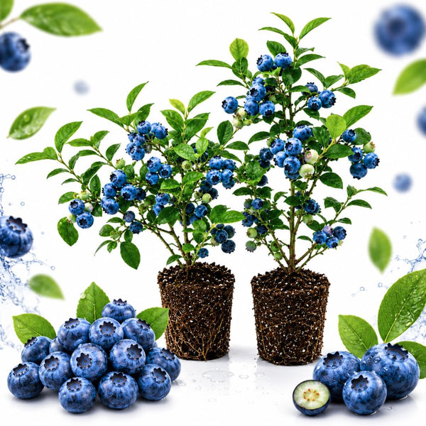 2 Sharpblue Blueberry Bushes Live Plants, Fruit Bush, 4-6 Inch Tall