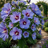 Blue Yellow Hibiscus Plant Live, Home Garden Plant, 5-7 Inch Tall