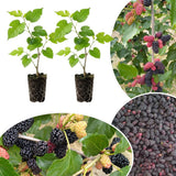 Illinois Mulberry Tree Live, Hardy Garden Plant, 4-6 Inch Tall