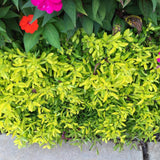 4 Bright Green Alternanthera Live Plants, 3–6 Inch Tall, Ornamental Foliage Plants for Garden Beds and Containers, No Pot