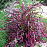 2 Pack Red Fountain Grass Plants, 4–6 Inches Tall