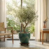 2 Arbequina Olive Live Plants, Fruit Tree, 4-6 Inch Tall