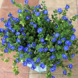 2 Blue Evolvulus Live Plants, Starter Plant, 4-6 Inch Tall