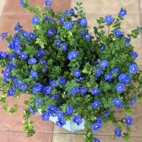 2 Blue Evolvulus Live Plants, Starter Plant, 4-6 Inch Tall