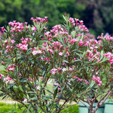 Set 2 Pink Oleander Plants Live, Oleander Plant, 4-6 Inc Tall