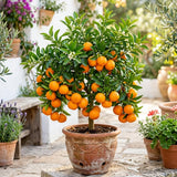 Sweet Tangerine Tree Plant Live, Well Rooted, 1-2 Ft Tall, 1 Gallon Pot